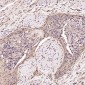 Anti-BDNF Rabbit Monoclonal Antibody